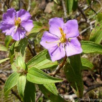 Osbeckia aspera Blume